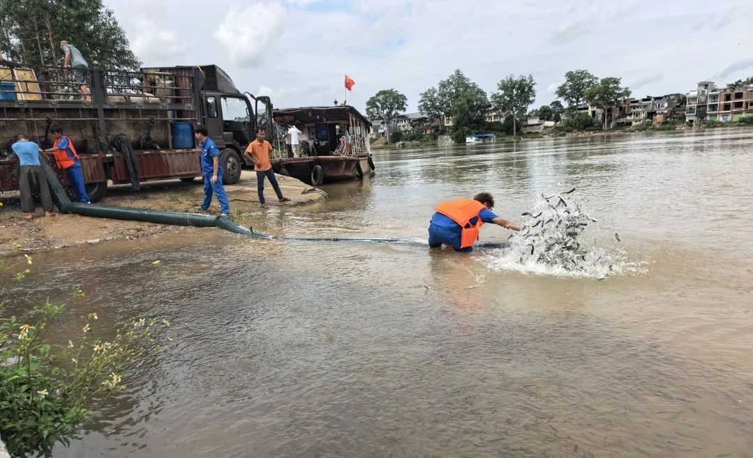 老口航運(yùn)樞紐放流105萬尾魚苗為邕江注入新活力